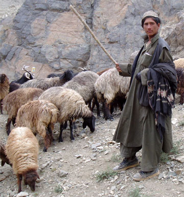 shepherd rod